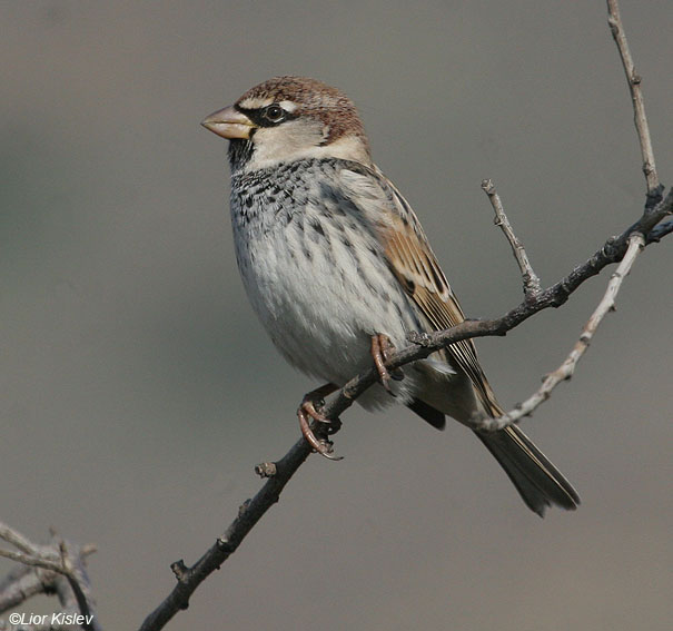  דרור ספרדי  Spanish Sparrow  Passer hispaniolensis                    רמות,רמת הגולן ינואר 2008